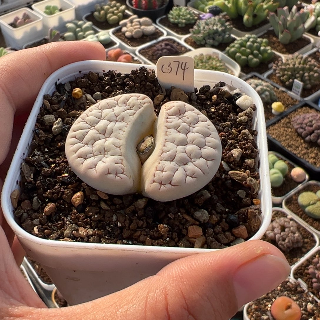 暗***841多肉植物种类多样