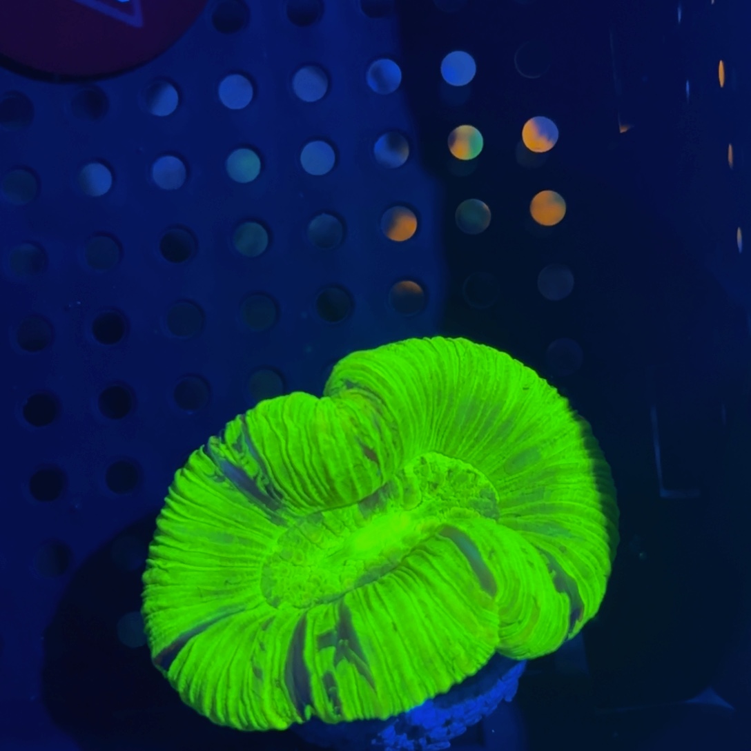 ****️纽扣珊瑚精品八字脑