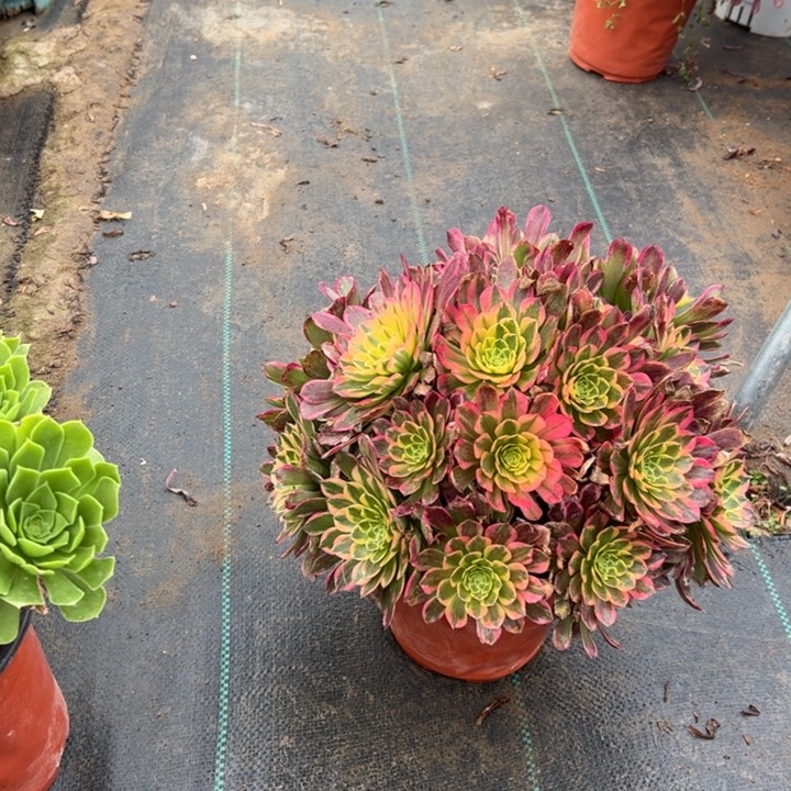 18多肉多肉多肉多肉多肉