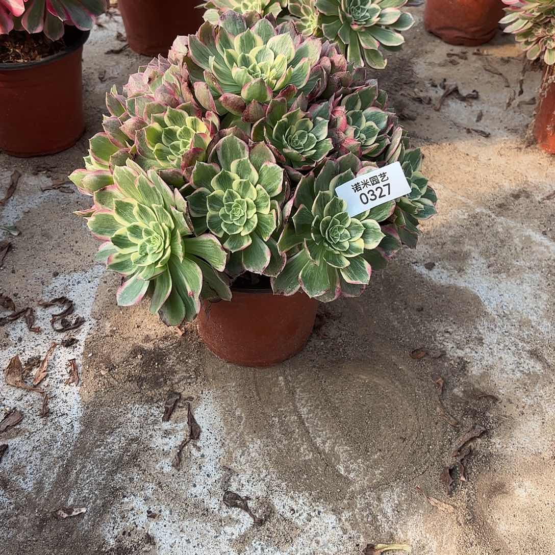 孔雀翎手捧多肉植物327