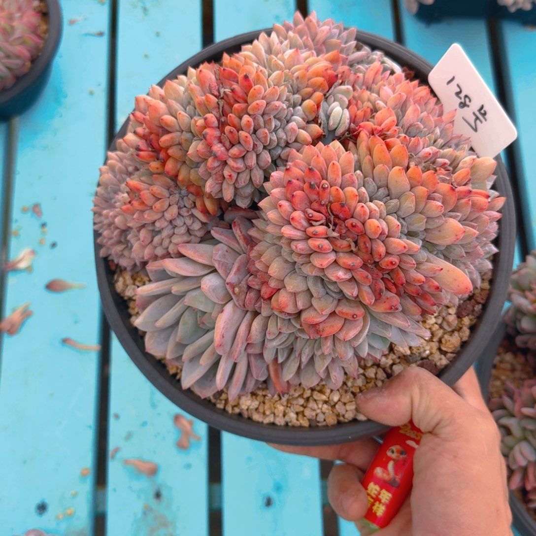 128号多肉11111111111