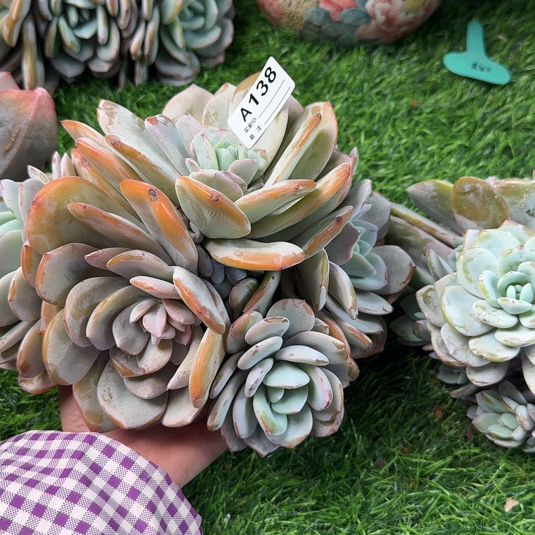 妍***一A138  售后范围：签收起7天内