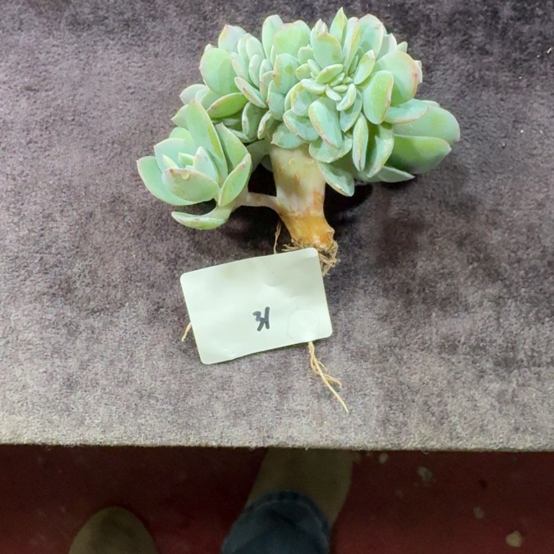 王****白凤缀化一物一拍31