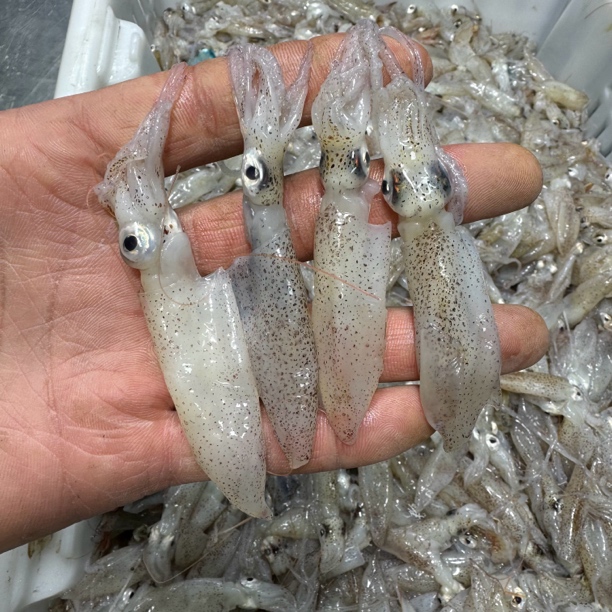 大连本地纯原浆海兔（小海兔）海猫顺丰包邮