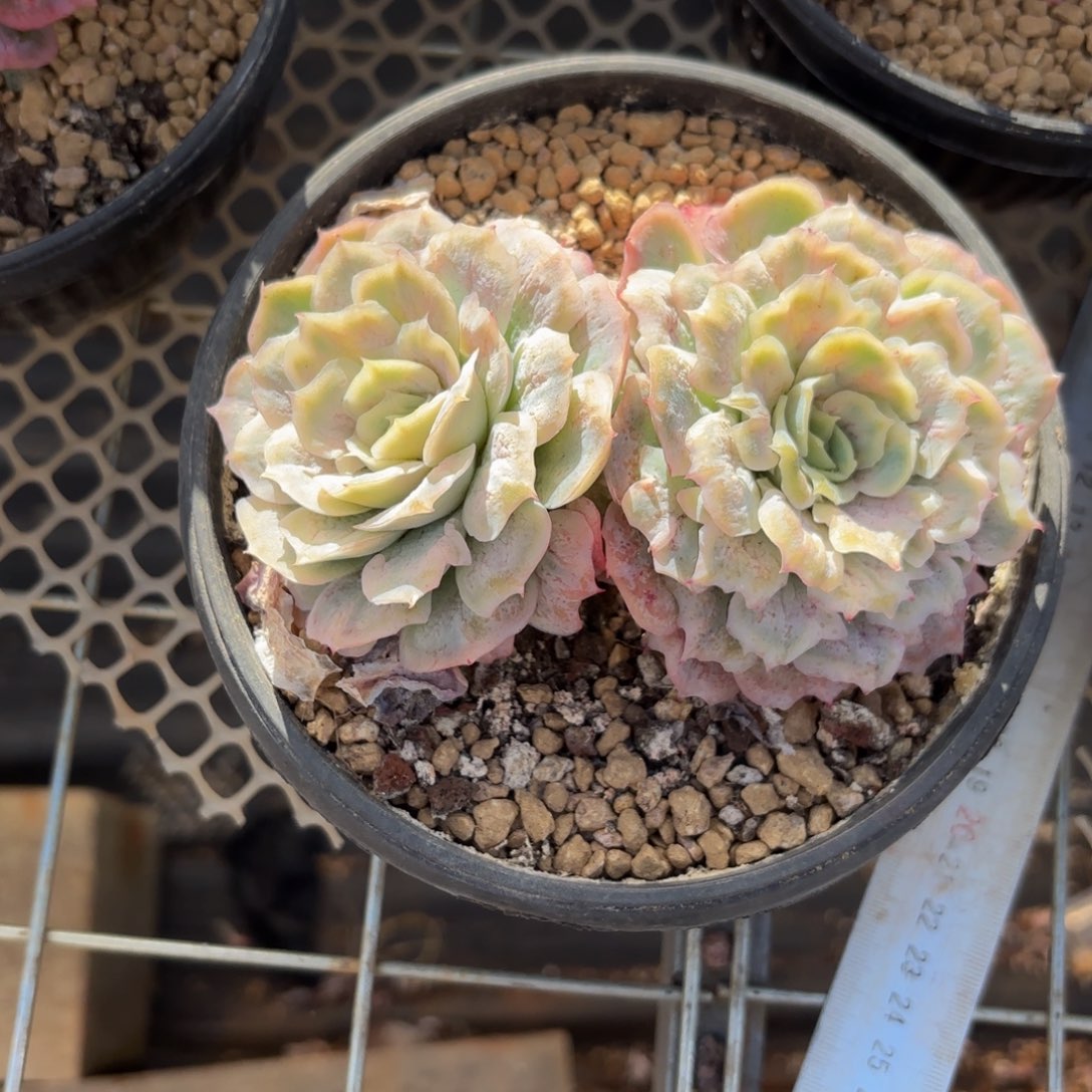 ****…哈哈哈哈好宝贝宝贝能不能帮你