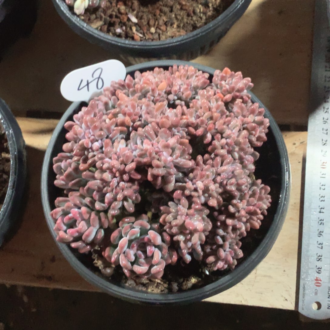 多肉植物多肉植物灯美人缀