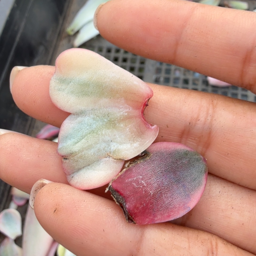 紫水晶超白锦腹轮锦