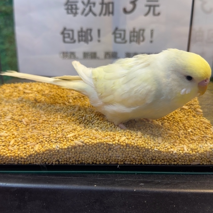 虎皮鹦鹉大头虎皮鹦鹉