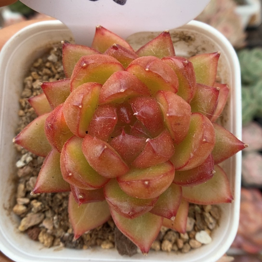 糖果珍妮可拍565号。  