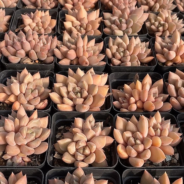 108红象牙 双头 福利多多