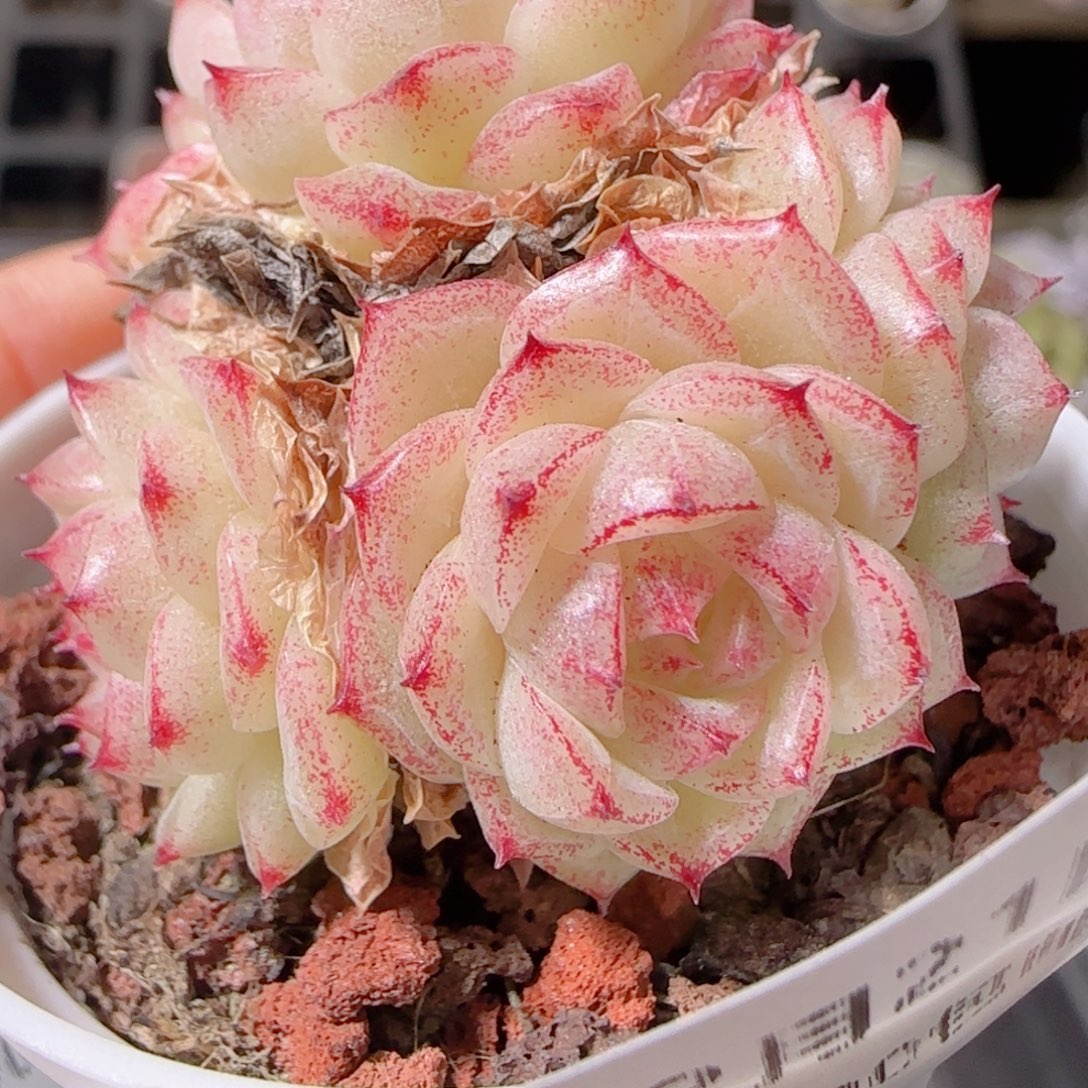 花语多肉1221-181散