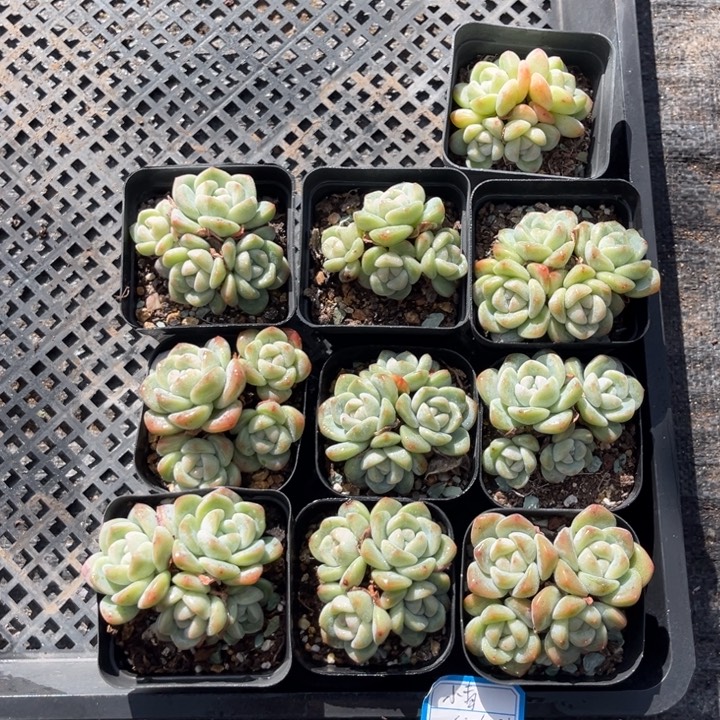 小***青冰玉多肉七方盆一组10个