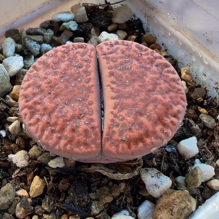 086多肉植物种类多样