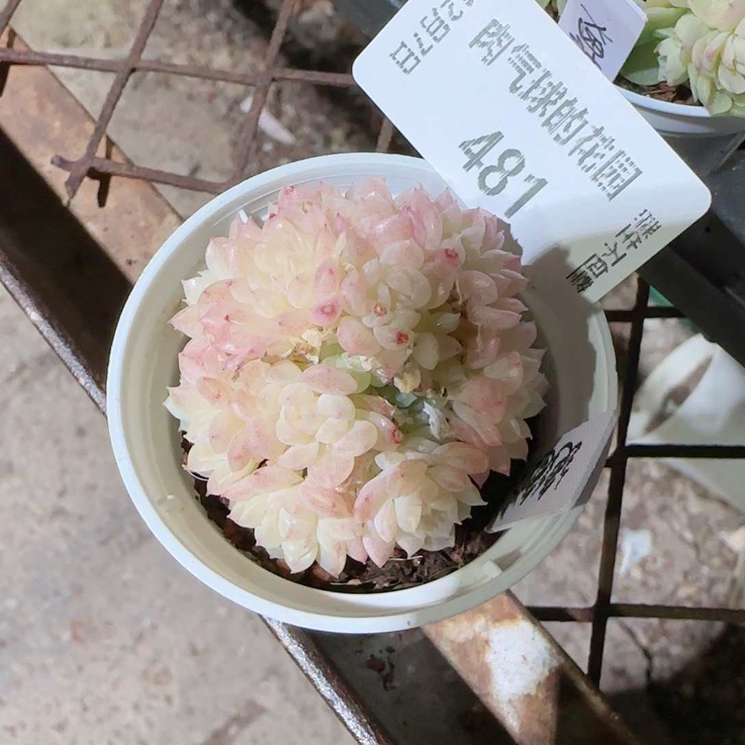 1207--481绝绝23-1多肉一物一拍