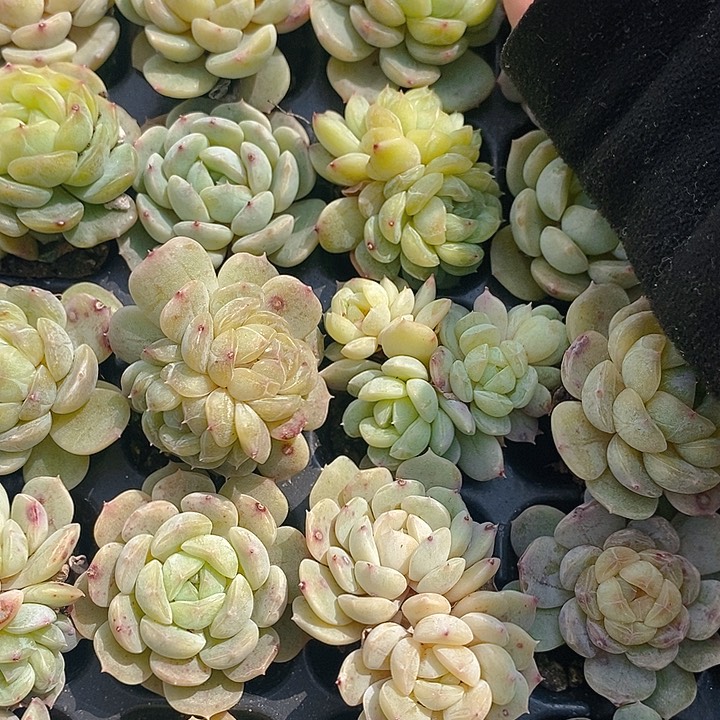 124 多肉植物盆栽花卉植物