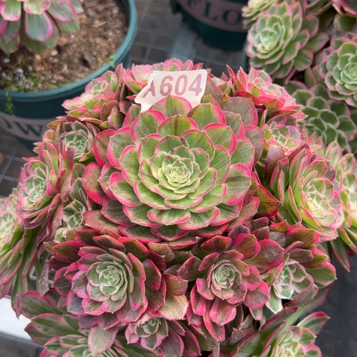 604莲花22厘米左右