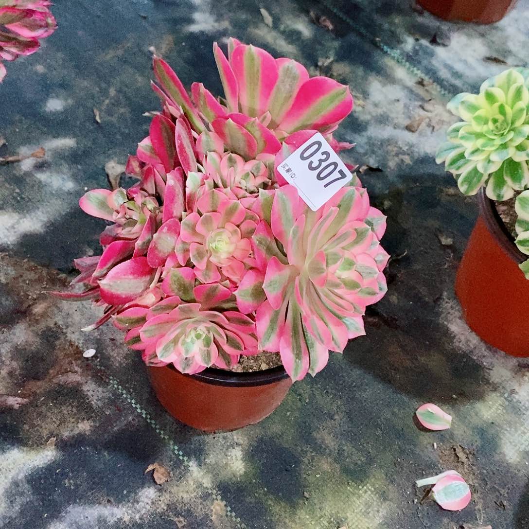 葵*粉女巫307多肉1111有一个多头