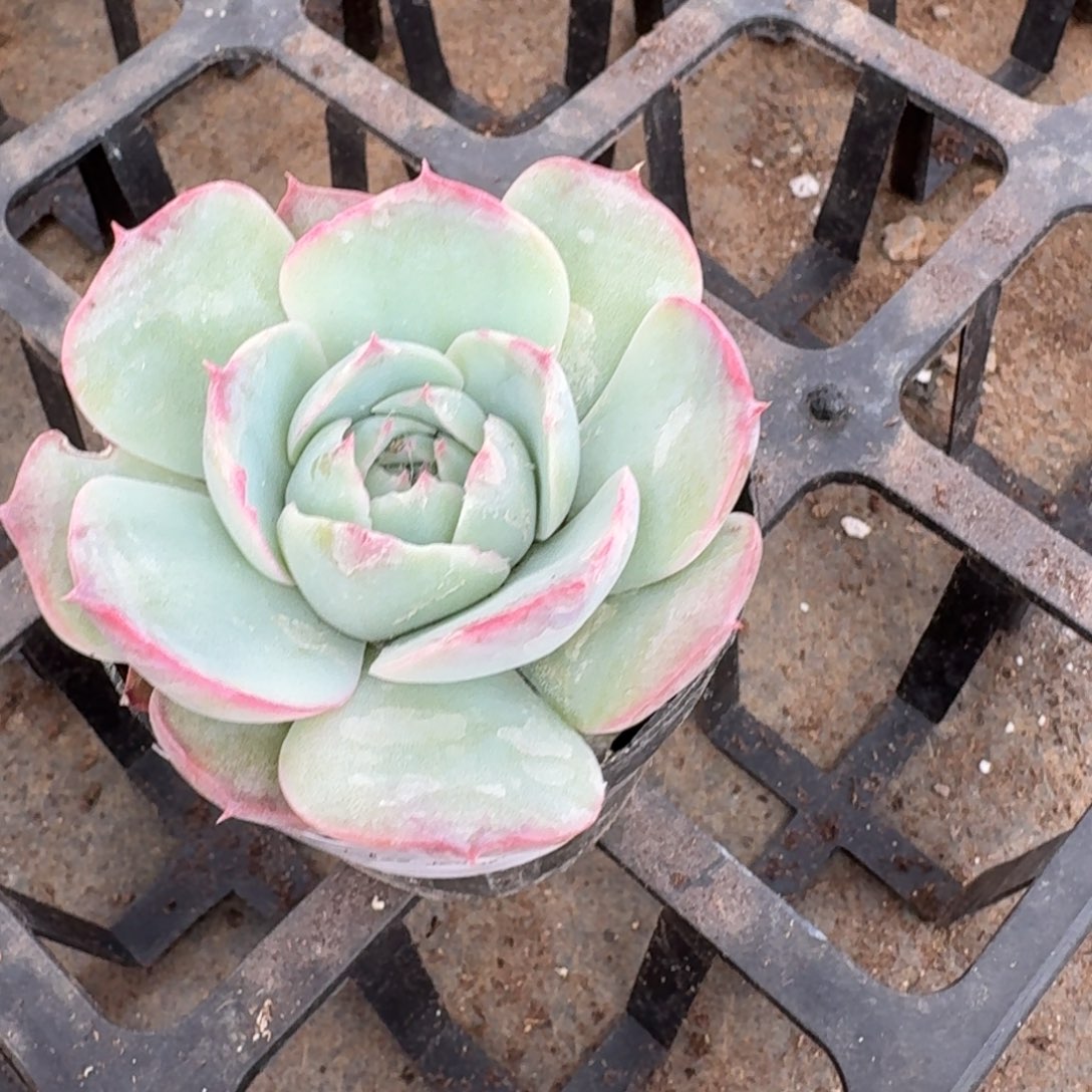 多肉杂交一物一拍15-238