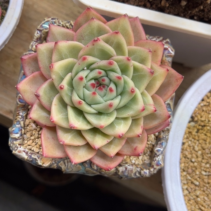 灯影 单头 夏鸣园艺