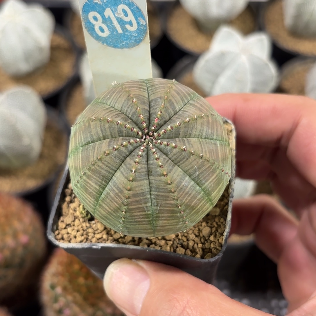 819欧版布纹球带盆带土发货