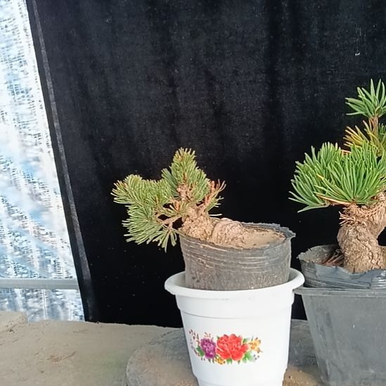 贵品大板松那须娘微型实物