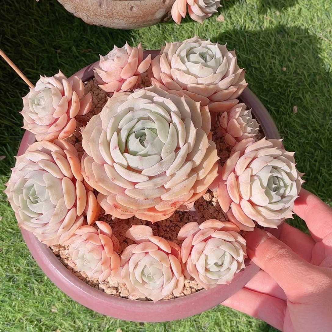 韩版劳拉精品多肉