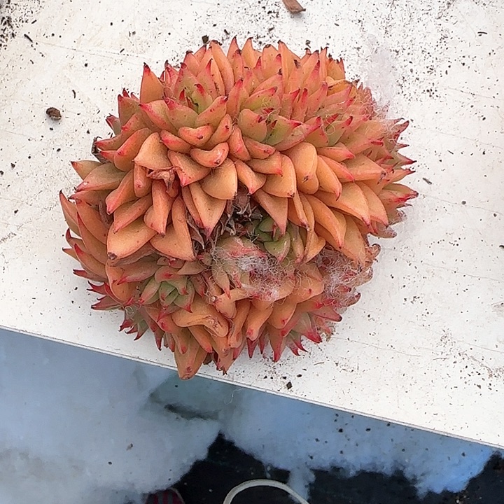 青蛙王子儿童牙膏111