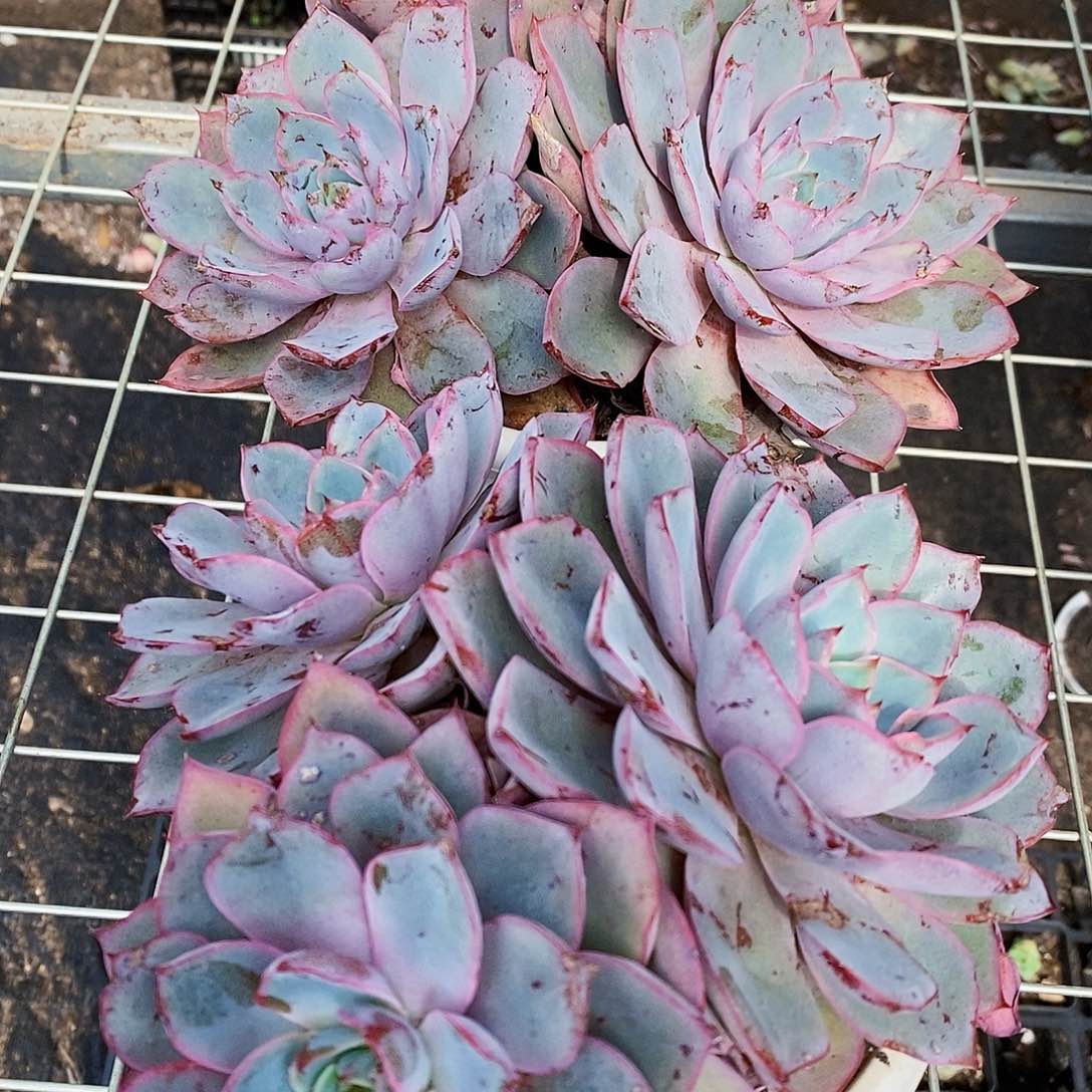 赫拉多头群生三头起发