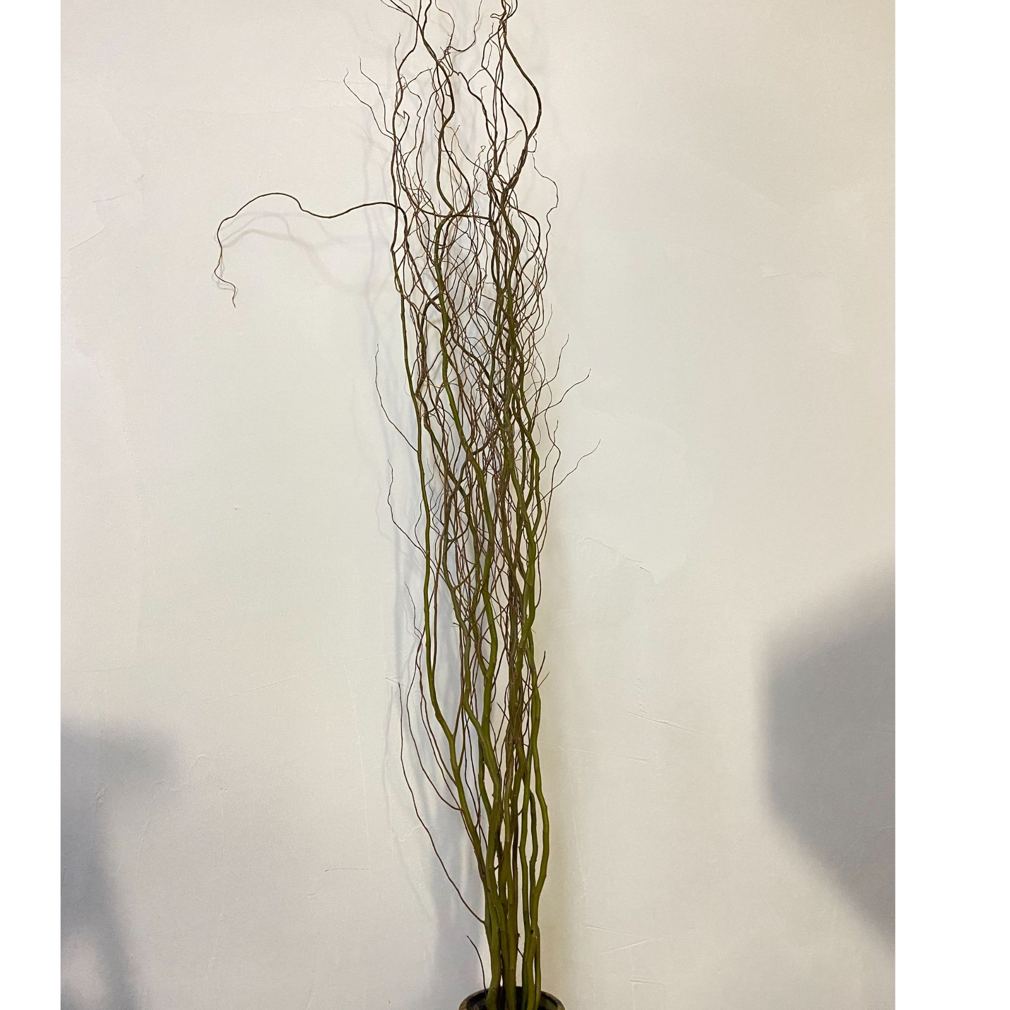 云南基地龙柳A级青龙柳140cm——160cm国风龙柳现采现发