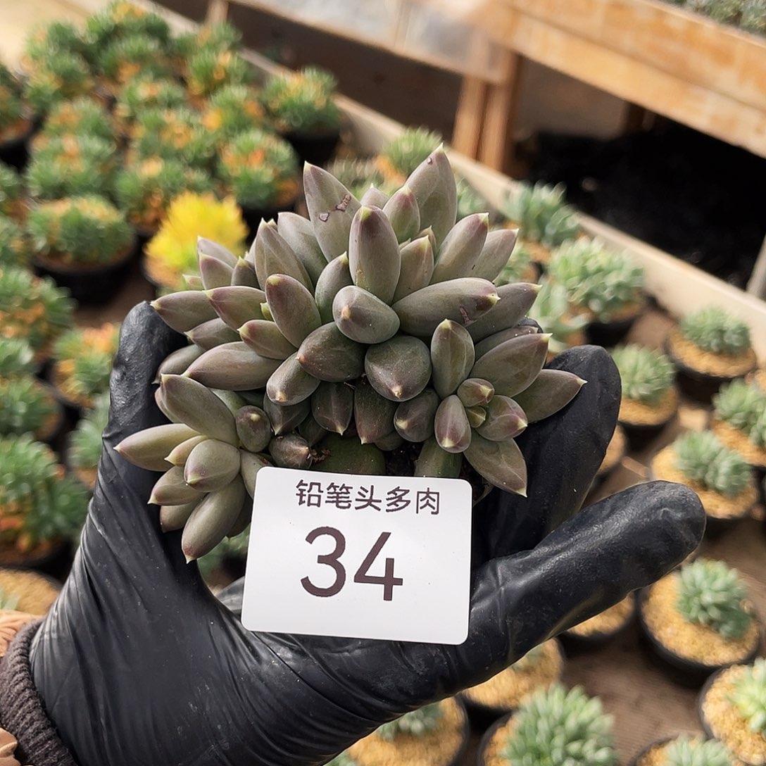 波光。    34号。       