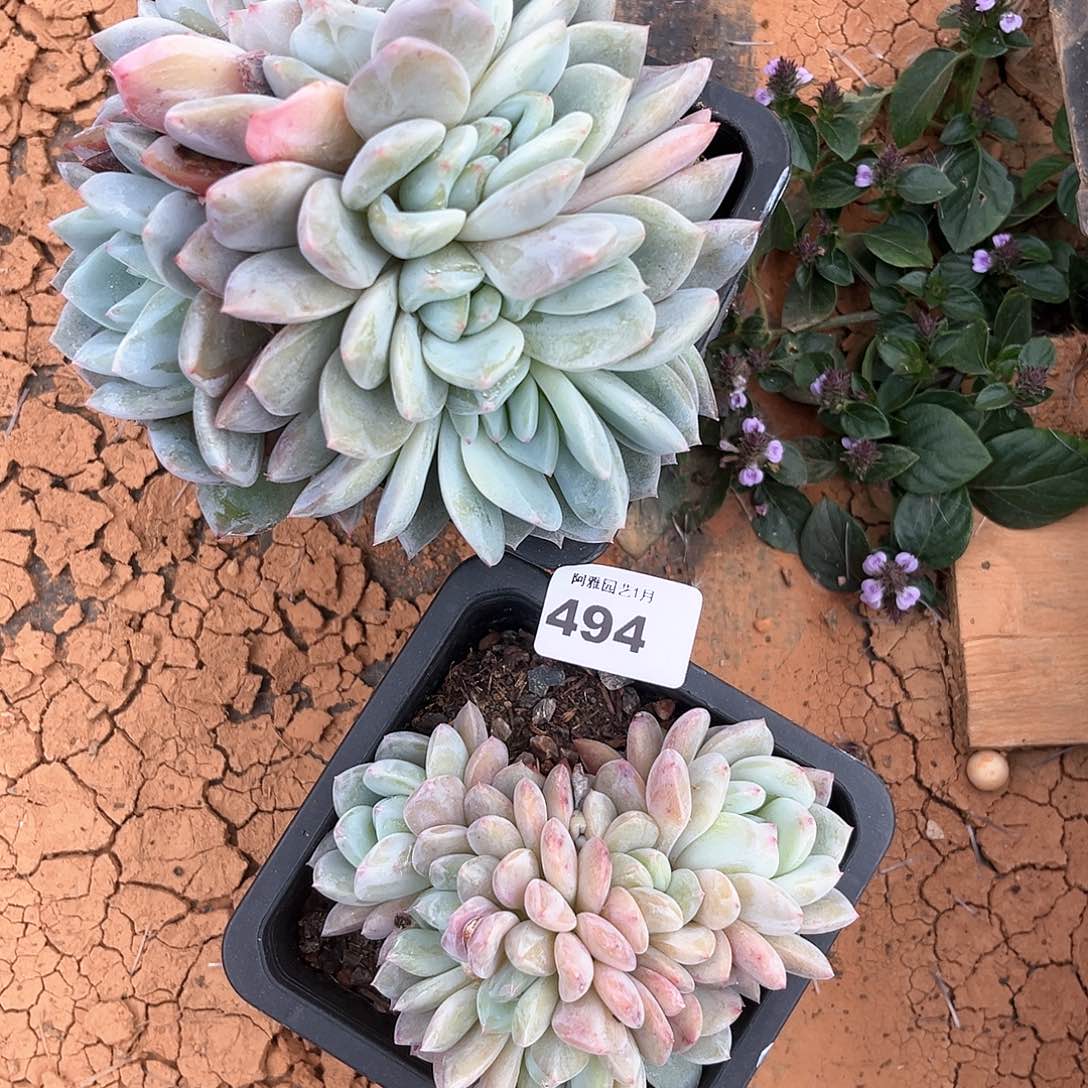 阿雅园艺。         脱土发货494