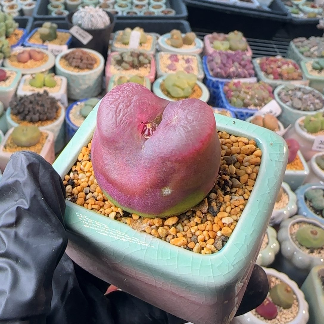 S***肉3826-一物一拍 带盆