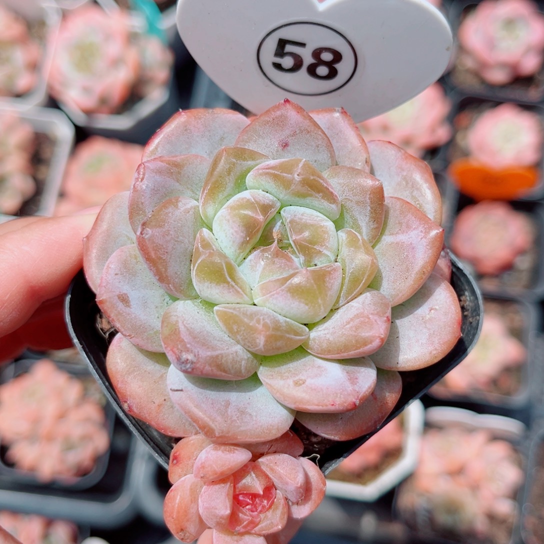 风靡园艺糖心双头