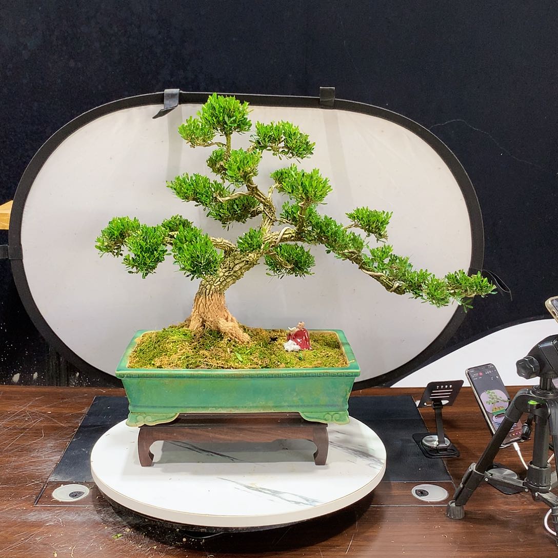 黄杨室内室外盆景