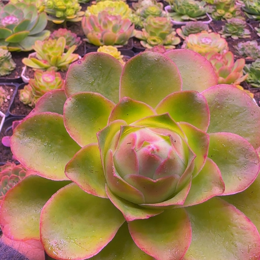 女神节福利1134243435383838383