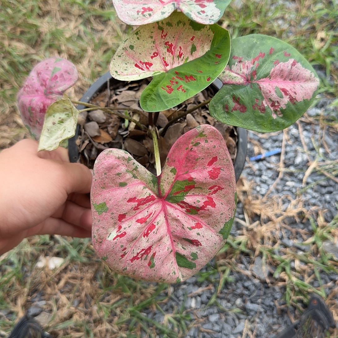 无花朵心肝宝贝p121