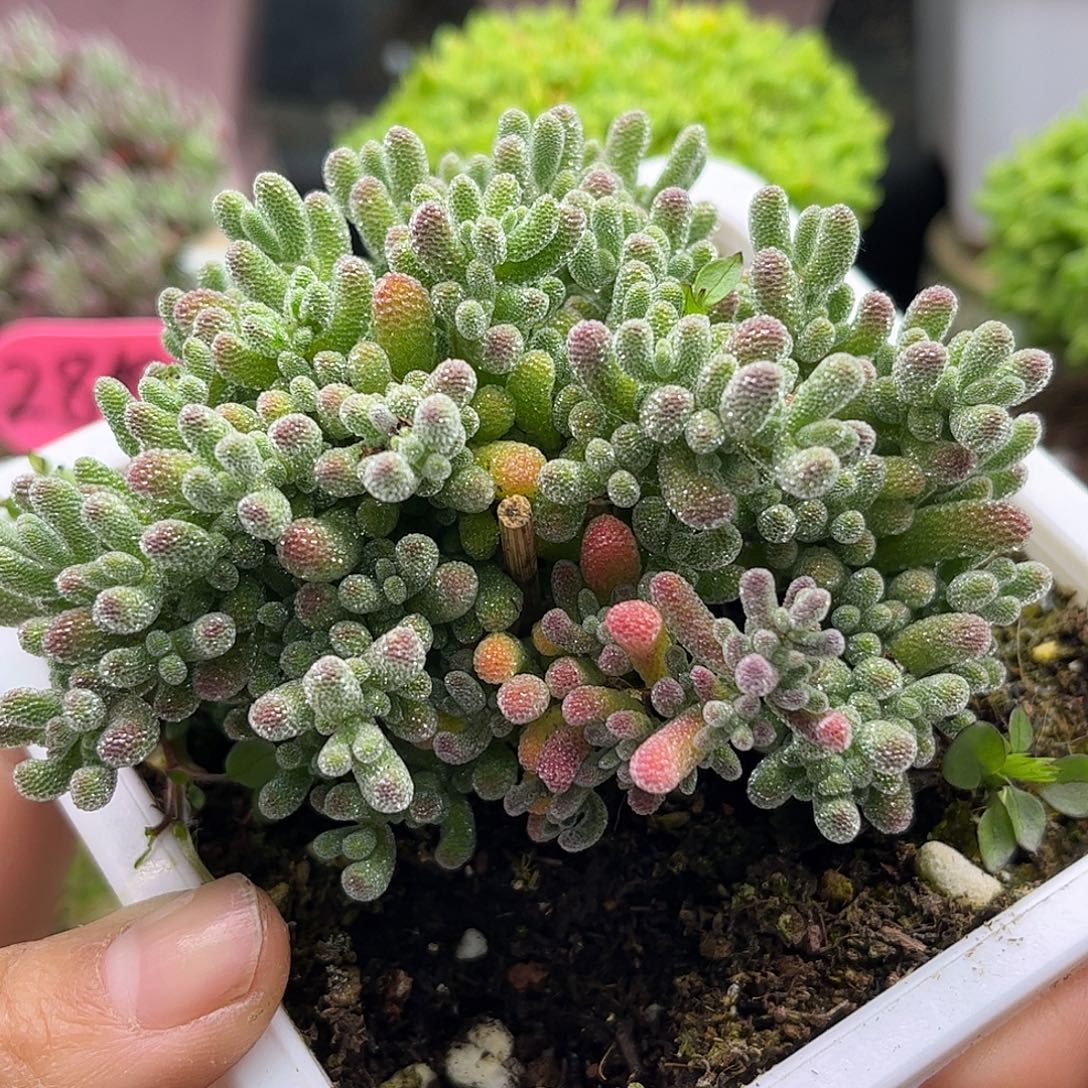 37粉冰晶 优选枝干