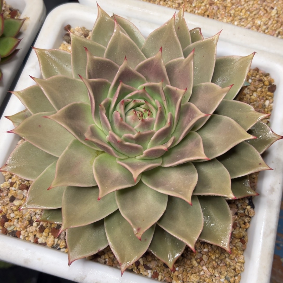 多肉植物一物一拍（10号）