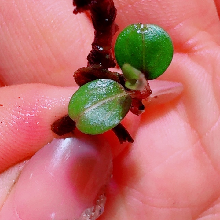 无花朵福利70号福利价植物一头