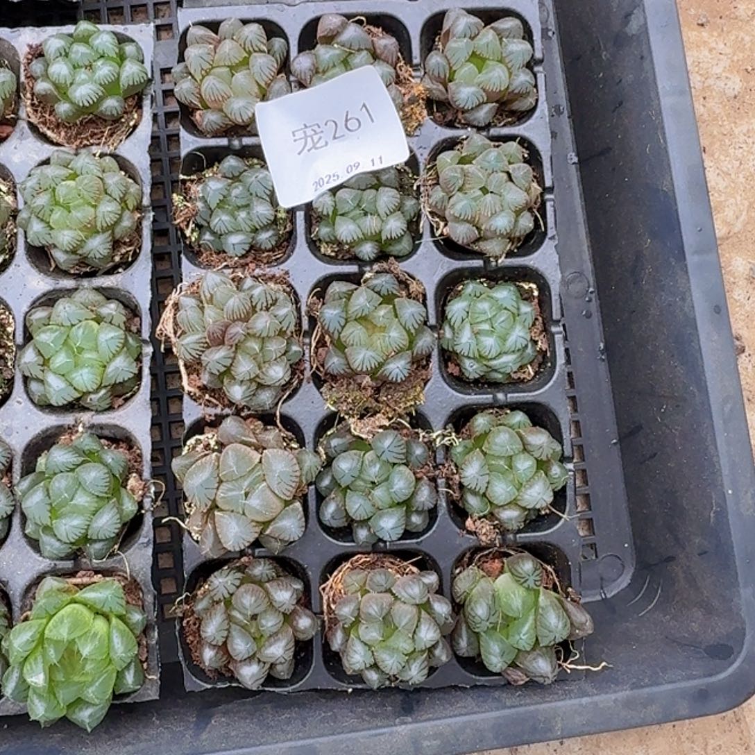 直播福利一物一拍261