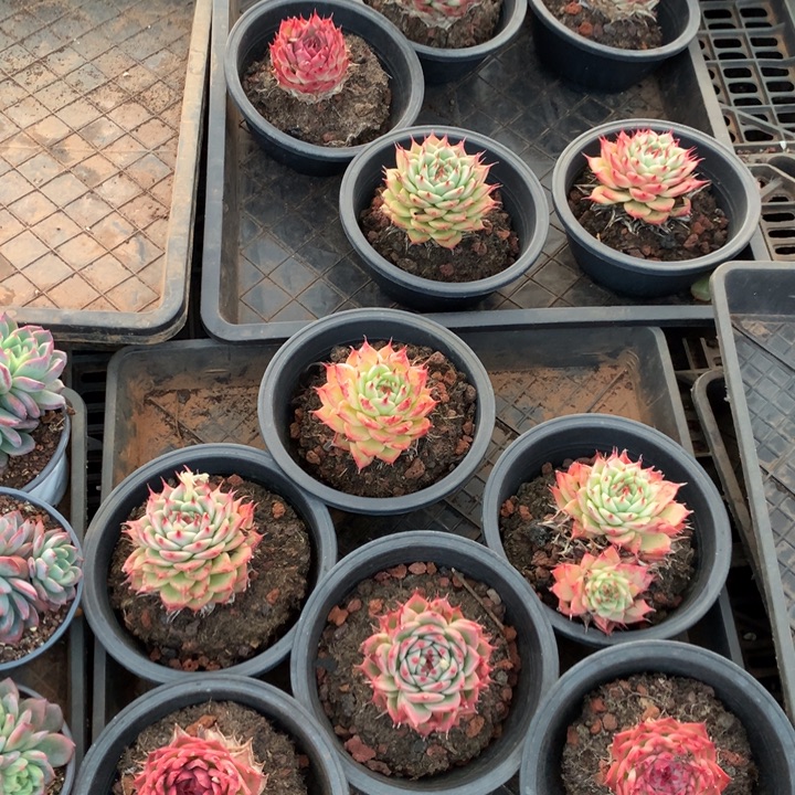 老桩脱斯内利两单包邮