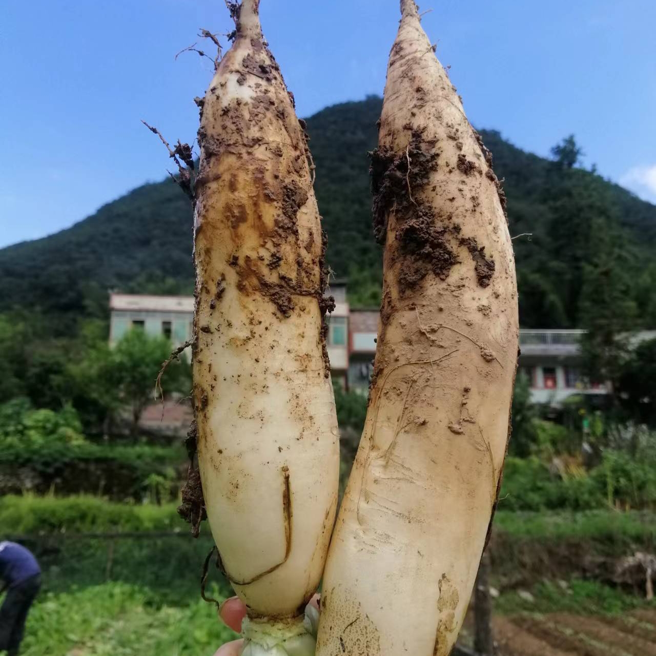 霜降白萝卜贵州高山农家露天水果长萝卜新鲜5斤顺丰包邮应季蔬菜