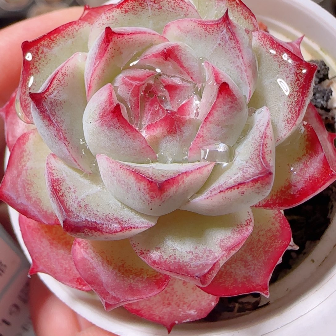 花语多肉1219-172