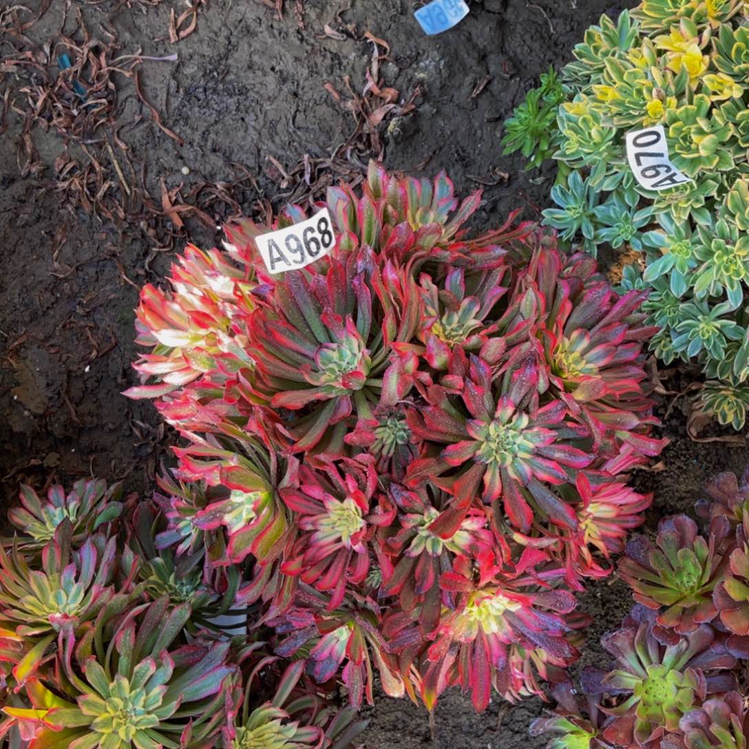 雪姬法师朵朵5-38