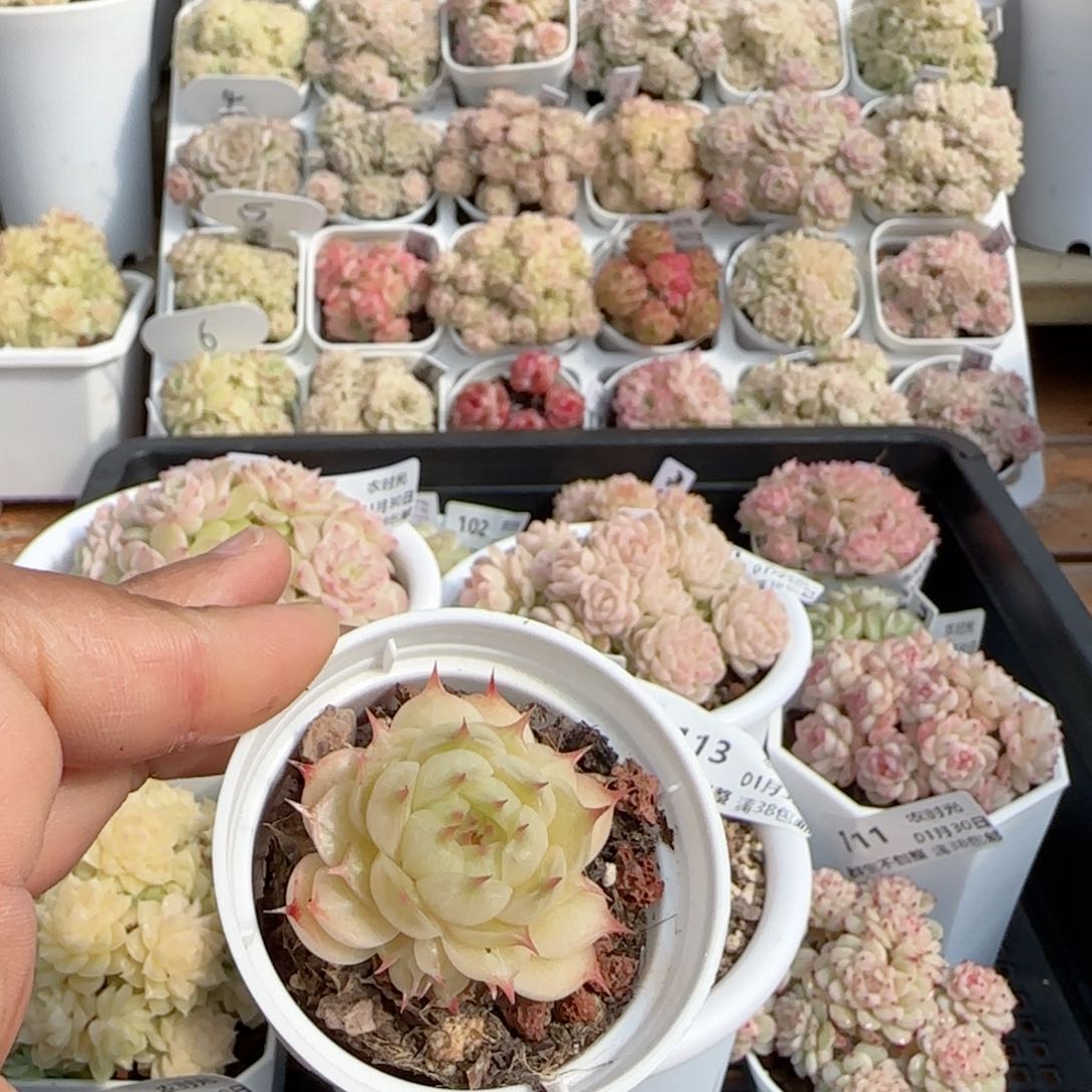 【闪购商品】0130-115福利海王