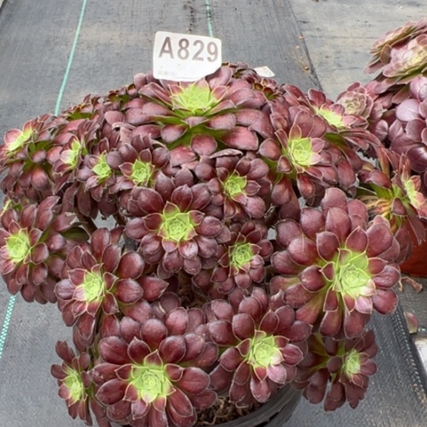 829火凤凰25厘米左右