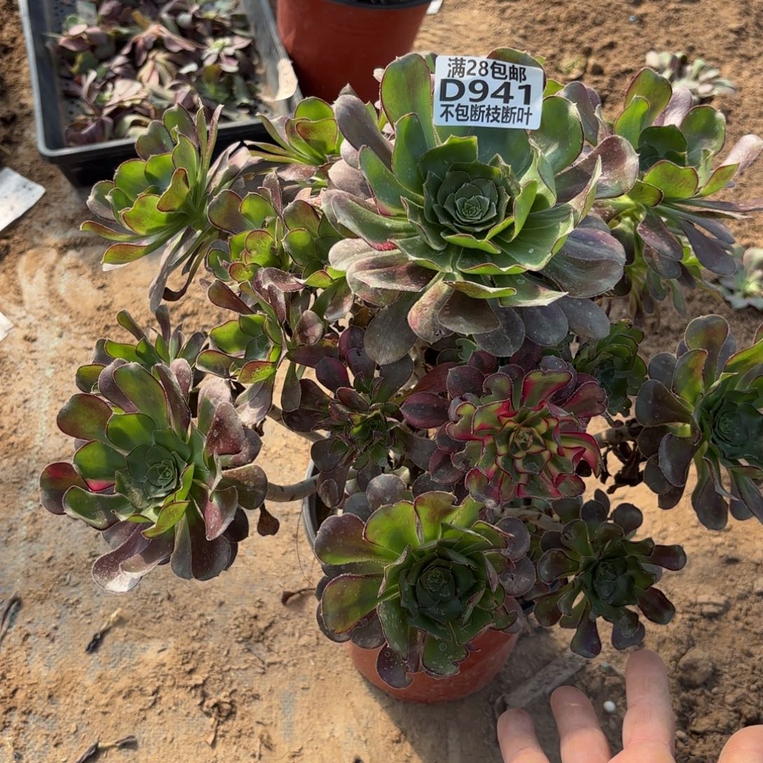 丢****X. 941冰淇淋阴阳多肉，cade