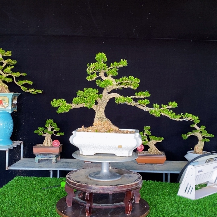 无花朵龙**海广东皱皮