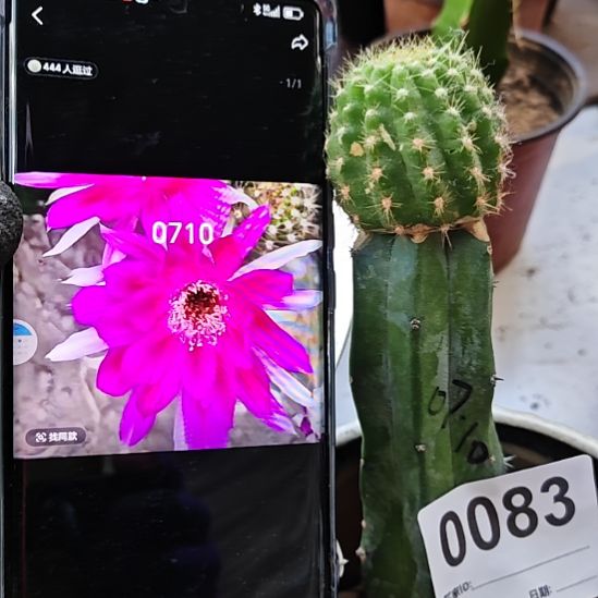 丽花0710龙神木嫁接微斑83