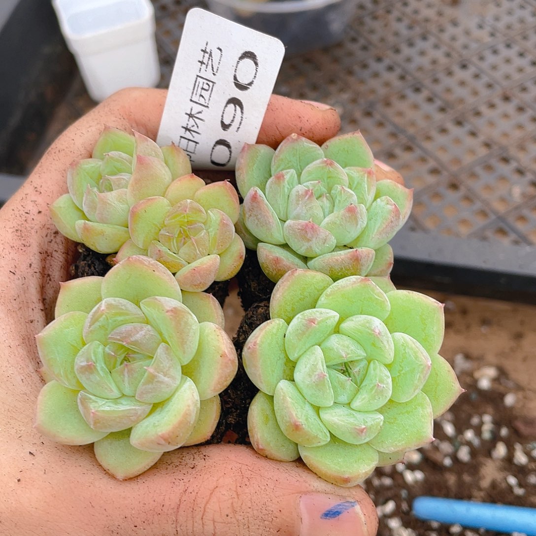 多肉植物多肉植物90